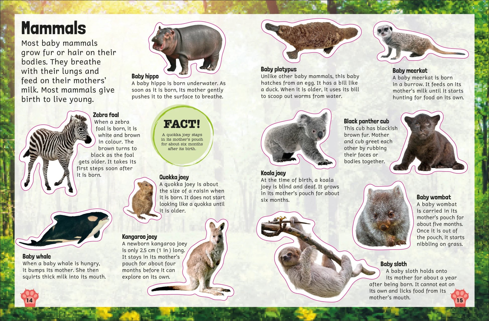 DK - Sticker Encyclopedia Baby Animals - BambiniJO | Buy Online | Jordan